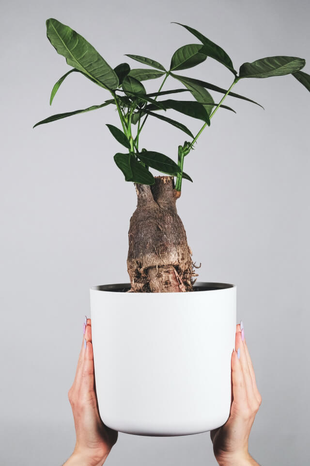 plants-shop-product-gallery-img-17 plants shop product gallery img 17