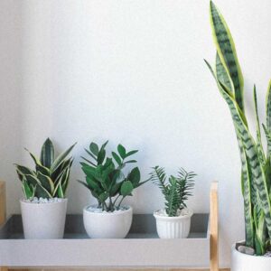 Home hero section bg