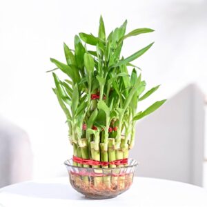 Home lucky bamboo 3 layer feng shui plant